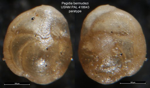 Pegidia bermudezi Seiglie, 1965