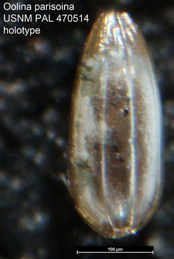 Oolina parisoina Loeblich & Tappan, 1994