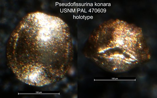 Pseudofissurina konara Loeblich & Tappan, 1994