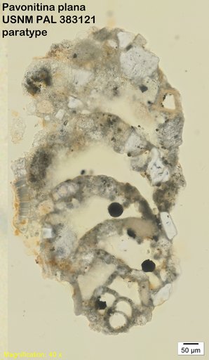 Pavonitina plana Loeblich & Tappan, 1985