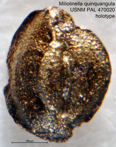 Miliolinella quinquangula Loeblich & Tappan Loeblich, 1994