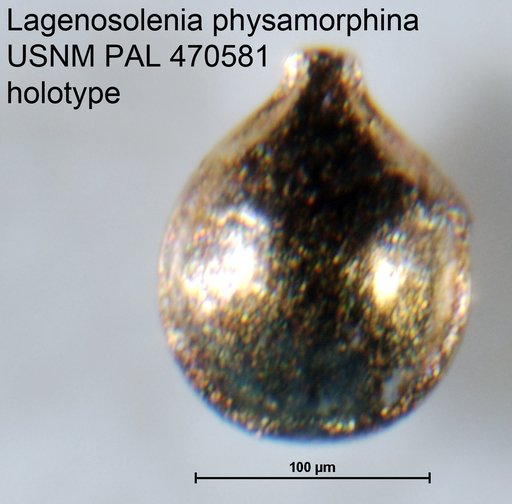 Lagenosolenia physamorphina Loeblich & Tappan, 1994