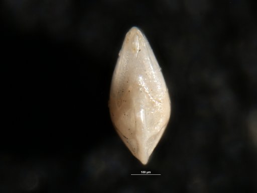 Robulus midwayensis var. virginianus Shifflett, 1948