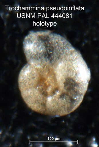 Trochammina pseudoinflata Scott & Vilks, 1991