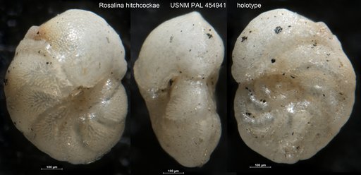Rosalina hitchcockae Galloway & Wissler, 1927