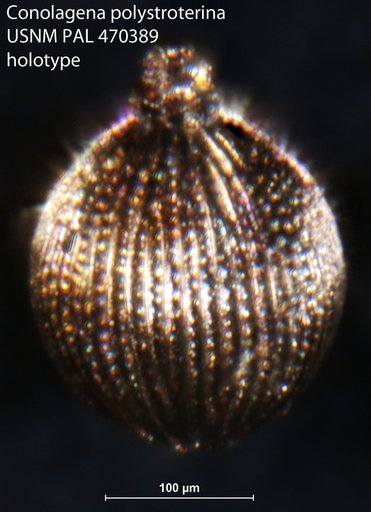 Conolagena polystroterina Loeblich & Tappan, 1994