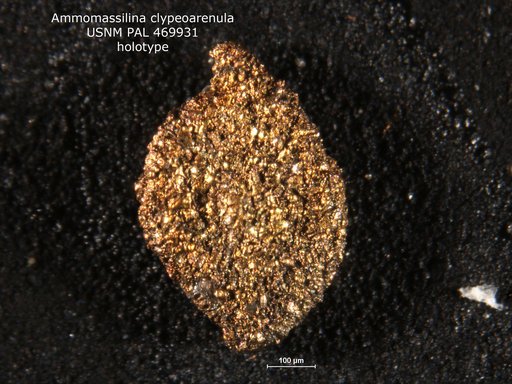 Ammomassilina clypeoarenula Loeblich & Tappan, 1994