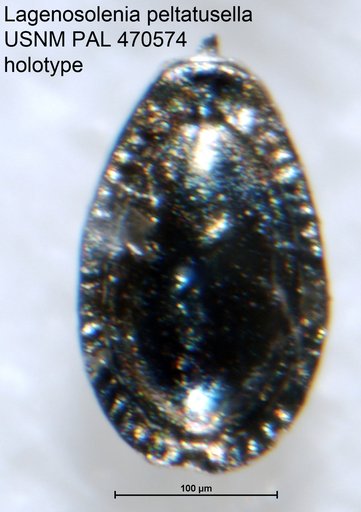 Lagenosolenia peltatusella Loeblich & Tappan, 1994