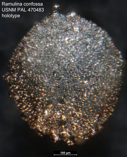 Ramulina confossa Loeblich & Tappan, 1994