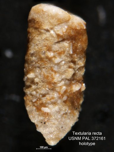Textularia recta Cushman, 1923
