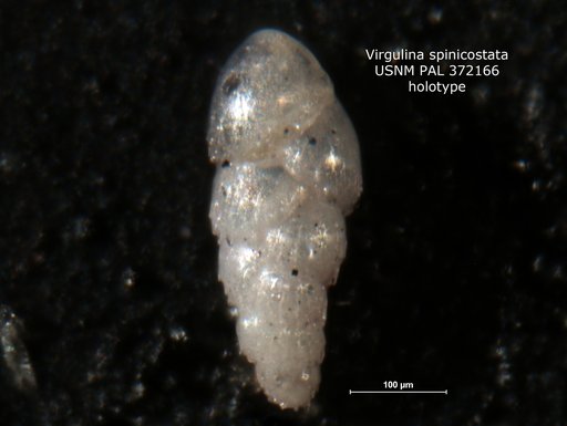 Virgulina spinicostata Phleger & Parker, 1951
