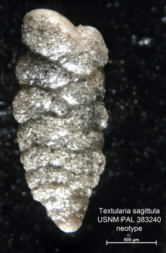 Textularia sagittula Defrance, 1824
