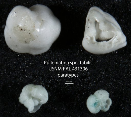 Pulleniatina spectabilis Parker, 1965
