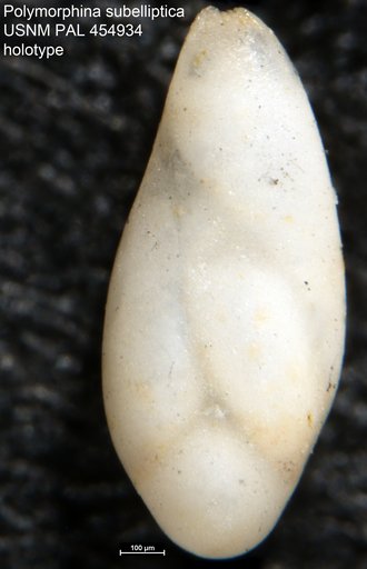 Polymorphina subelliptica Galloway & Wissler, 1927