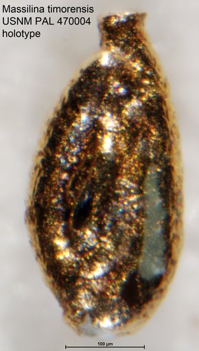 Massilina timorensis Loeblich & Tappan, 1994
