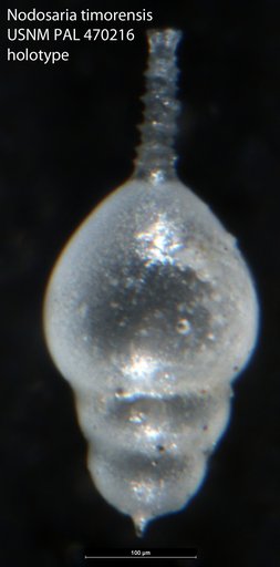 Nodosaria timorensis Loeblich & Tappan, 1994