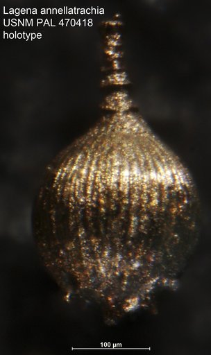 Lagena annellatrachia Loeblich & Tappan, 1994