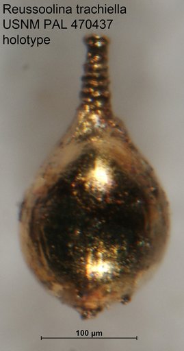 Reussoolina trachiella Loeblich & Tappan, 1994