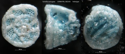 Soriella corrugata Hasson, 1985