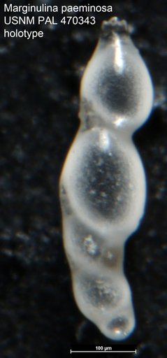 Marginulina paeminosa Loeblich & Tappan, 1994