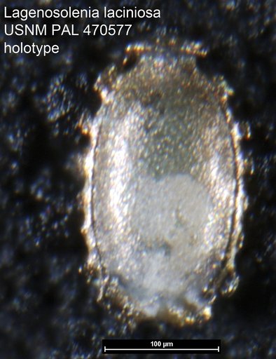 Lagenosolenia laciniosa Loeblich & Tappan, 1994