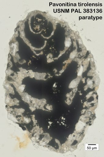 Pavonitina tirolensis Loeblich & Tappan, 1985