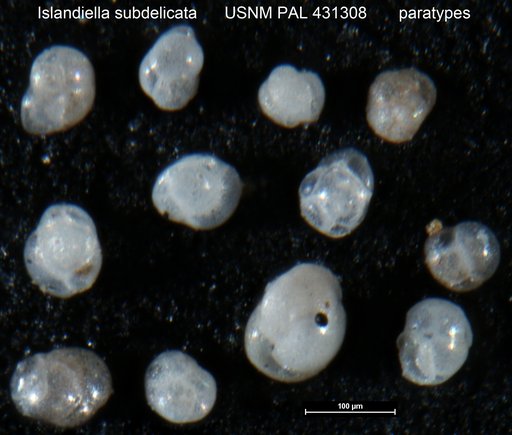 Islandiella subdelicata Golik, 1977