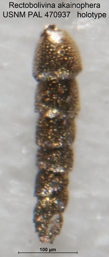 Rectobolivina akainophera Loeblich & Tappan, 1994