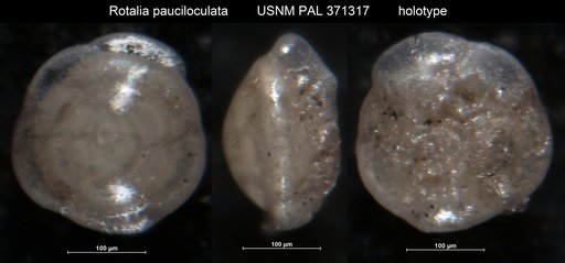 Rotalia pauciloculata Phleger & Parker, 1951