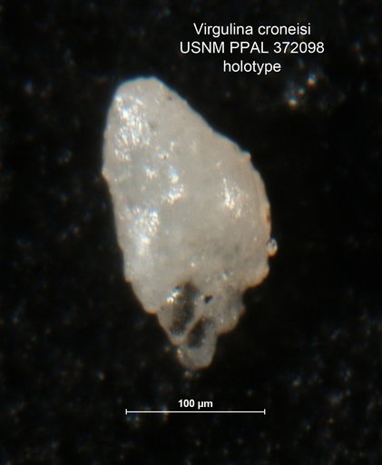 Virgulina croneisi Tappan Loeblich, 1943