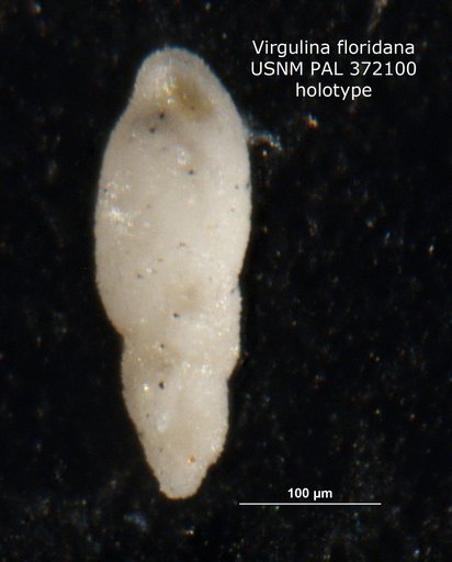 Virgulina floridana Cushman, 1920