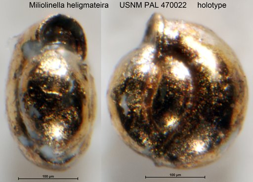 Miliolinella heligmateira Loeblich & Tappan, 1994
