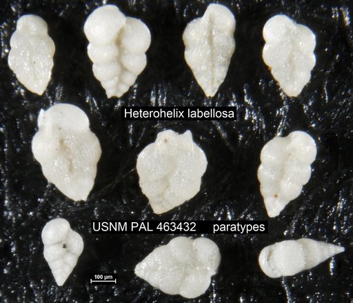 Heterohelix labellosa Nederbragt, 1991