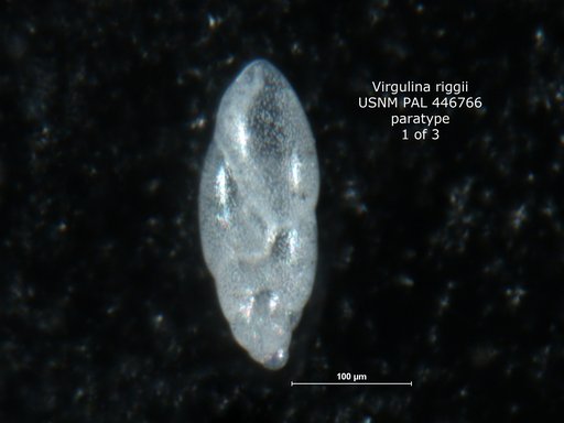 Virgulina riggii Boltovskoy, 1954