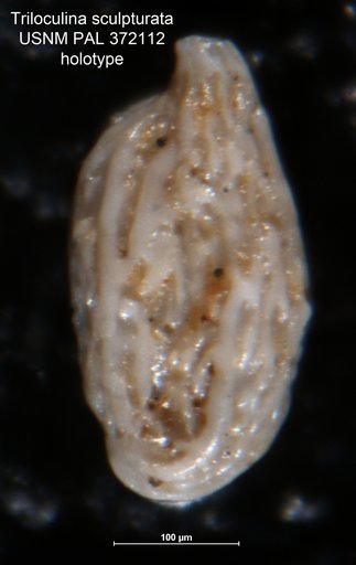 Triloculina sculpturata Cushman, 1922