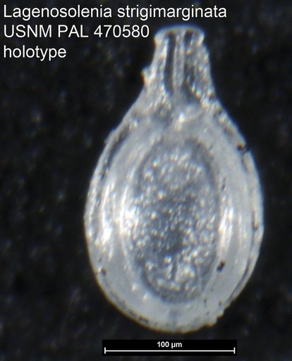 Lagenosolenia strigimarginata Loeblich & Tappan, 1994