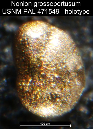 Nonion grossepertusum Loeblich & Tappan, 1994
