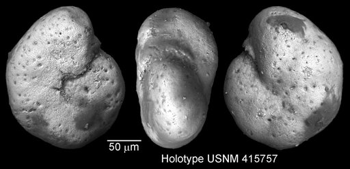 Anomalinoides larseni Huber, 1988