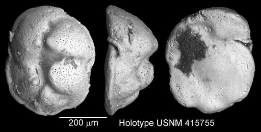 Cibicides seymouriensis Huber, 1988