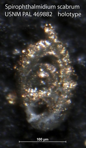 Spirophthalmidium scabrum Loeblich & Tappan, 1994