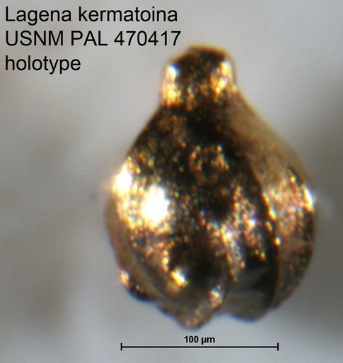 Lagena kermatoina Loeblich & Tappan, 1994