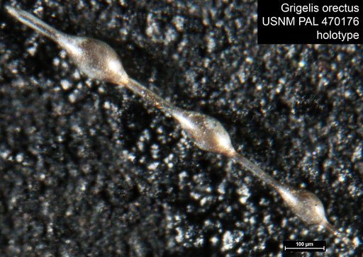 Grigelis orectus Loeblich & Tappan, 1994