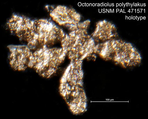 Octonoradiolus polythylakus Loeblich & Tappan, 1994
