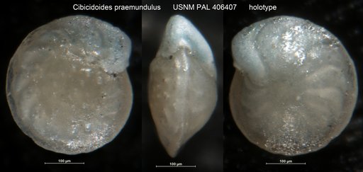 Cibicidoides praemundulus Berggren & Miller, 1986