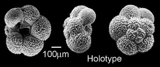Archaeoglobigerina australis Huber, 1990