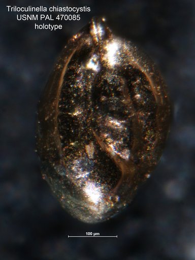 Triloculinella chiastocytis Loeblich & Tappan, 1994
