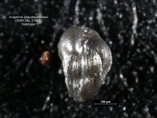 Uvigerina pseudogallowayi Arnal, 1984