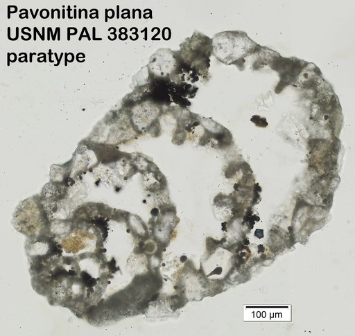 Pavonitina plana Loeblich & Tappan, 1985