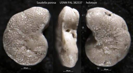 Saudella porosa Hasson, 1985