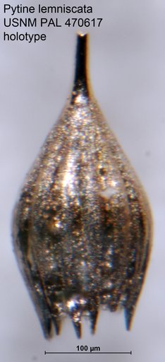 Pytine lemniscata Loeblich & Tappan Loeblich, 1994